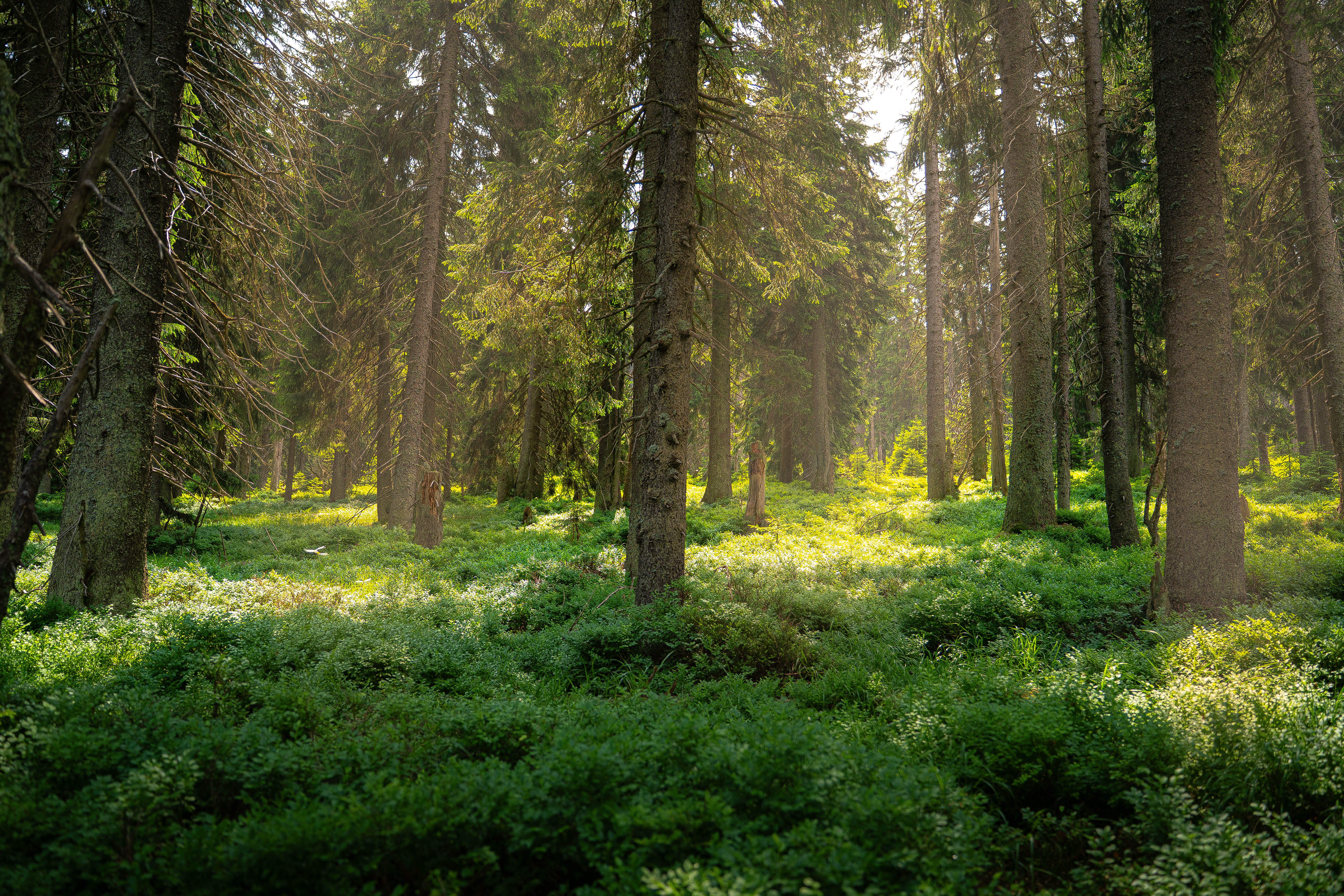 Nature Photo 5