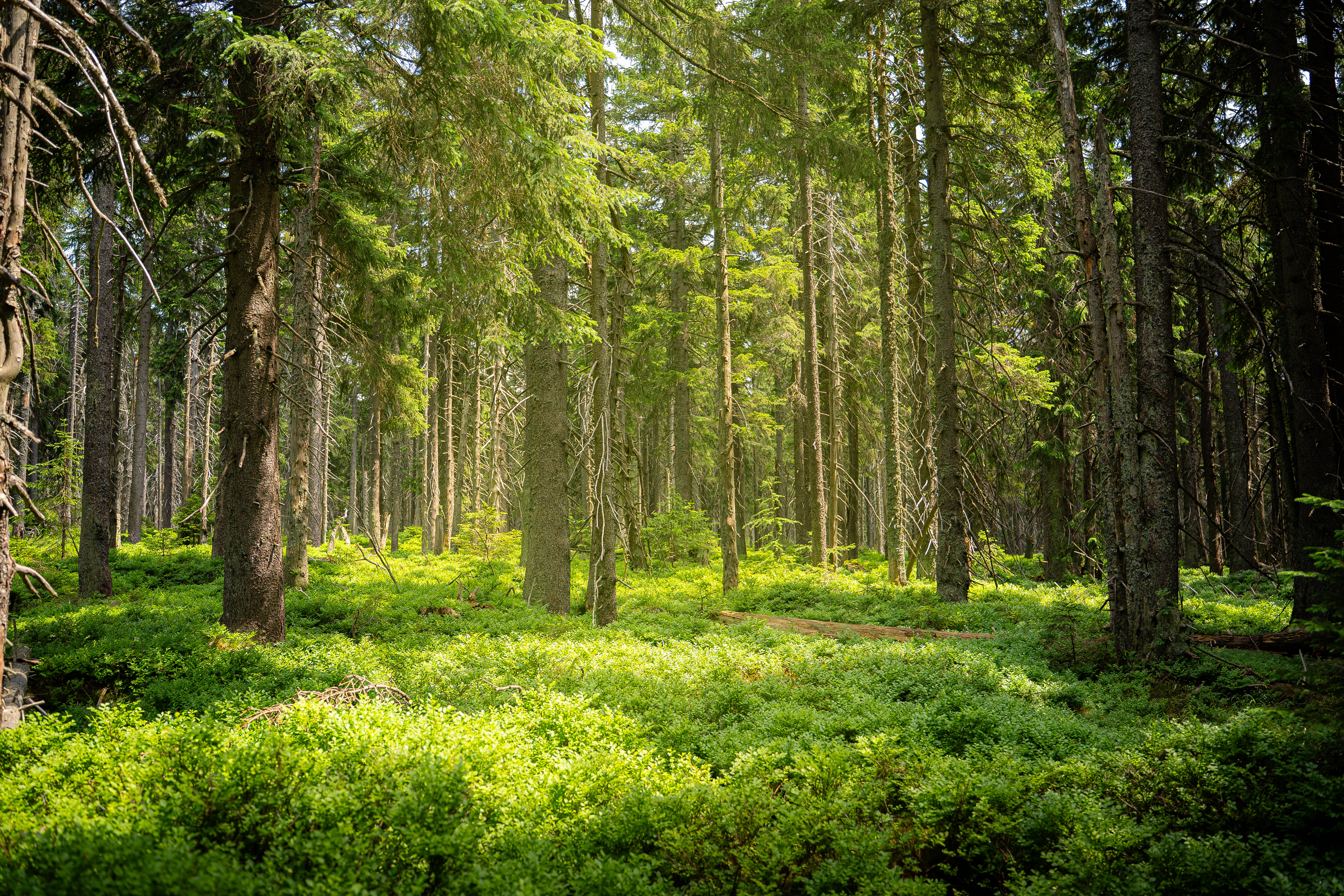 Nature Photo 7