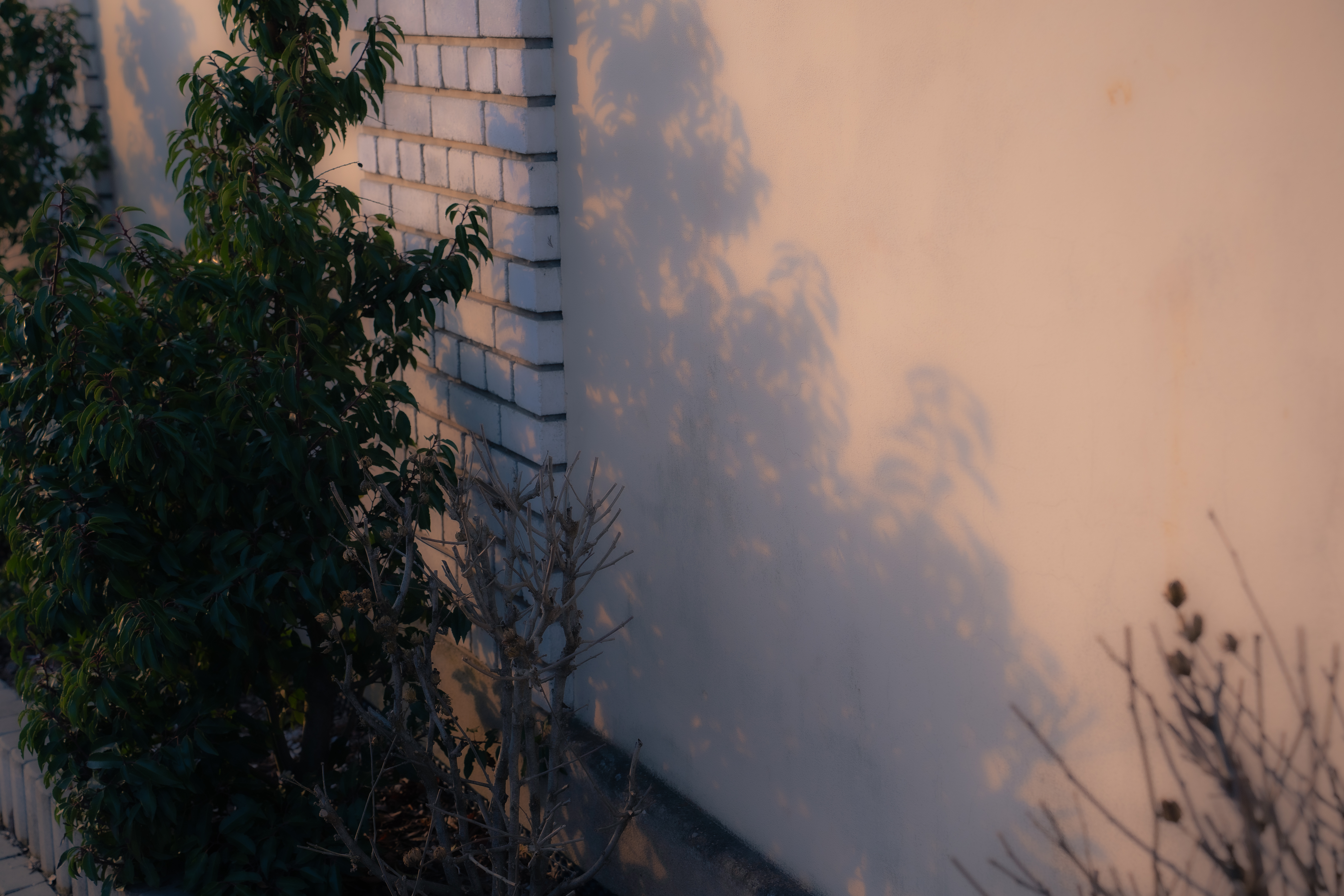 Nature Photo 15