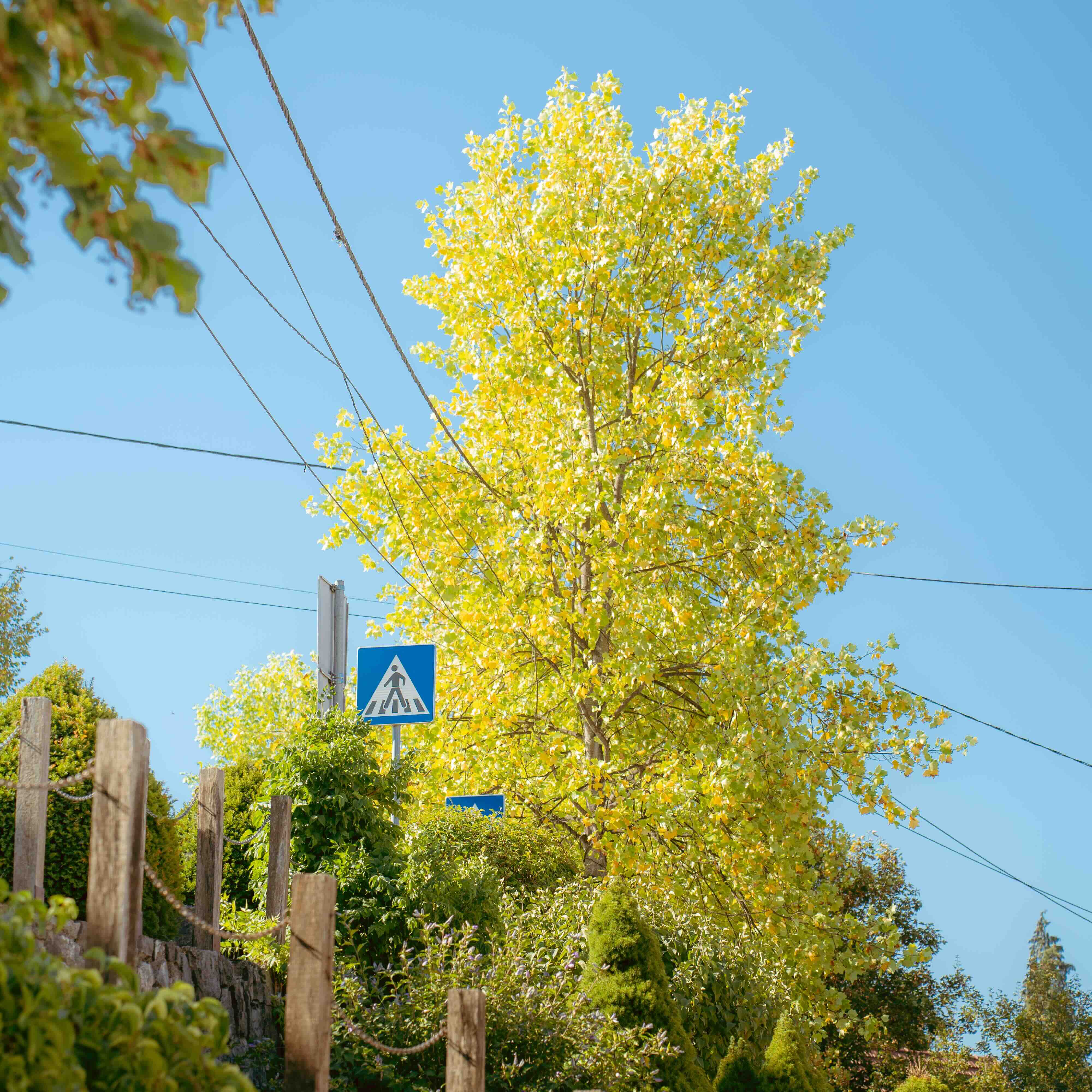 Street Photo 6